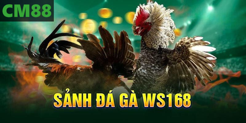 Ws168 Đá Gà